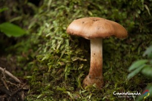 Huerquehue-champignon