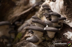 Huerquehue-champignons