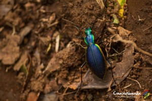 Huerquehue-escarabajos scarabee