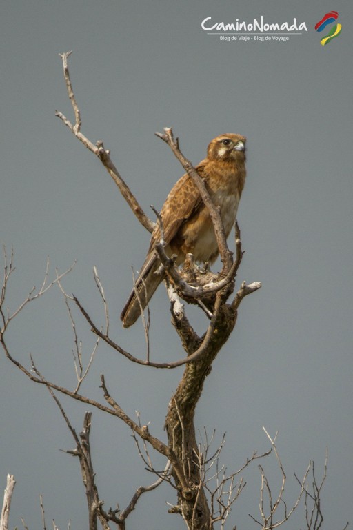 Oiseau-Lesueur National Park