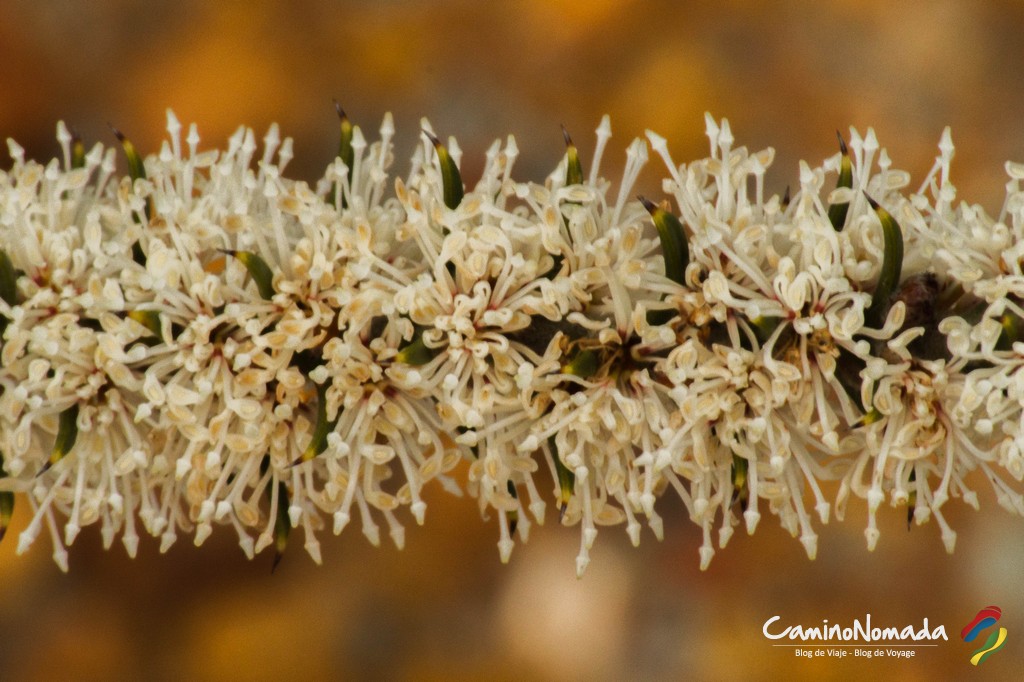 Fleur-Lesueur National Park