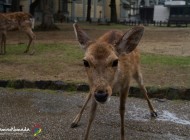 Los ciervos de Nara